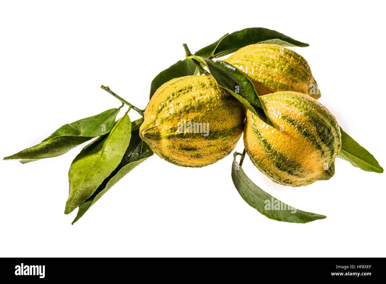Tiger Limoni Tigerzitronen streifen giallo verde aromatico frutto di cibo di greeen foglie foglia nuova novità nuovi allevamenti a strisce s di limone Foto Stock