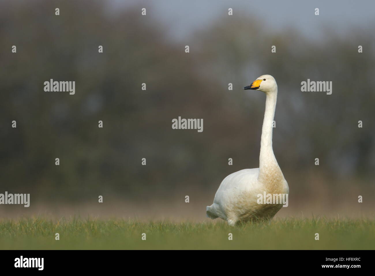 Cigno selvatico UK Foto Stock