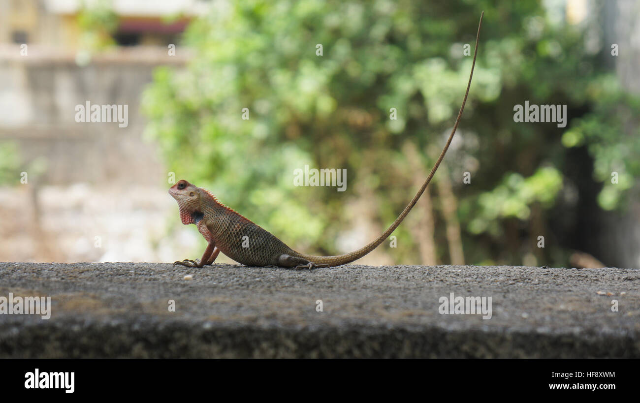 Oriental Garden lizard. Foto Stock