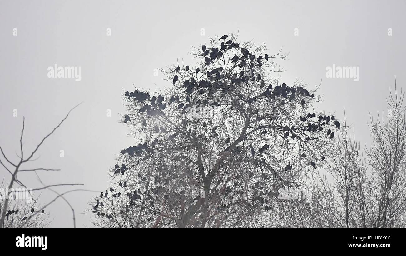 Gli uccelli seduto su un albero, uno stormo di uccelli crows Foto Stock