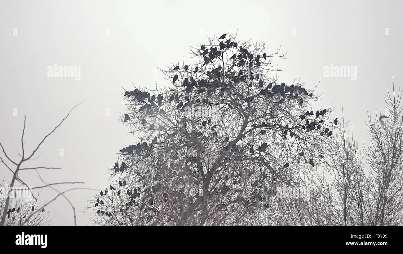 Stormo di uccelli di decollare da un albero, un branco di corvi black bird albero secco Foto Stock