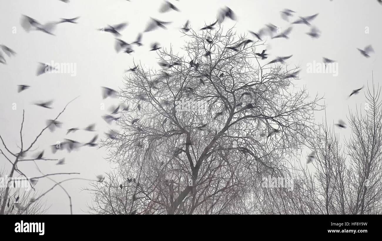 Stormo di uccelli di decollare da un albero, un branco di corvi black bird albero secco Foto Stock