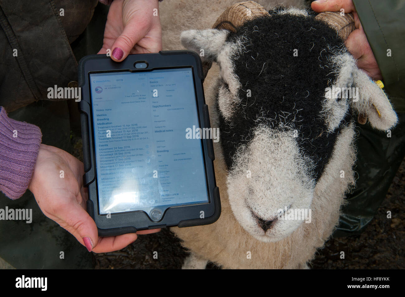 Swaledale ovini e iPad che mostra tutte le sue informazioni registrate in una centralina elettronica idendification tag. Foto Stock