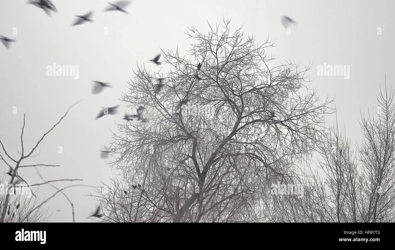 Stormo di uccelli di decollare da un albero, un branco di corvi black bird albero secco Foto Stock