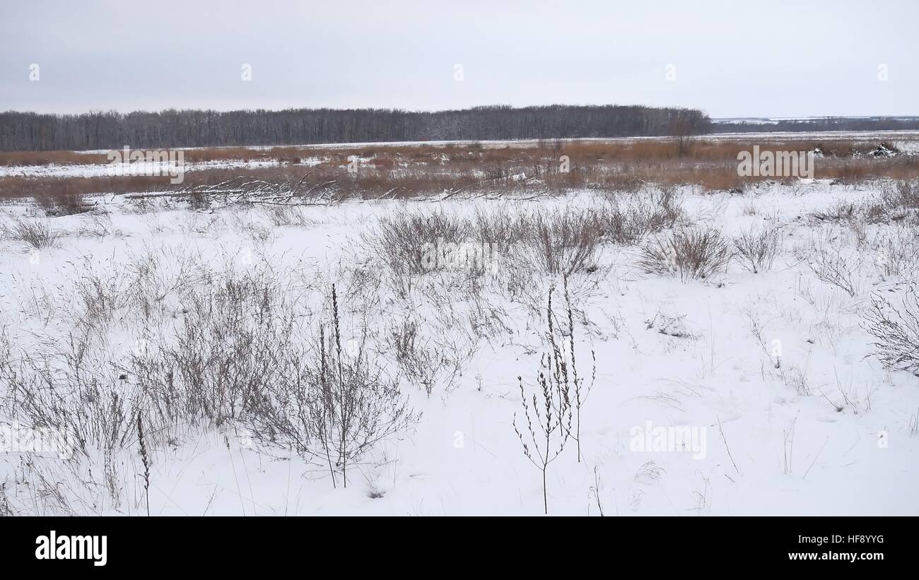 Campo invernale di erba secca nella neve natura paesaggio bellissimo sfondo Foto Stock