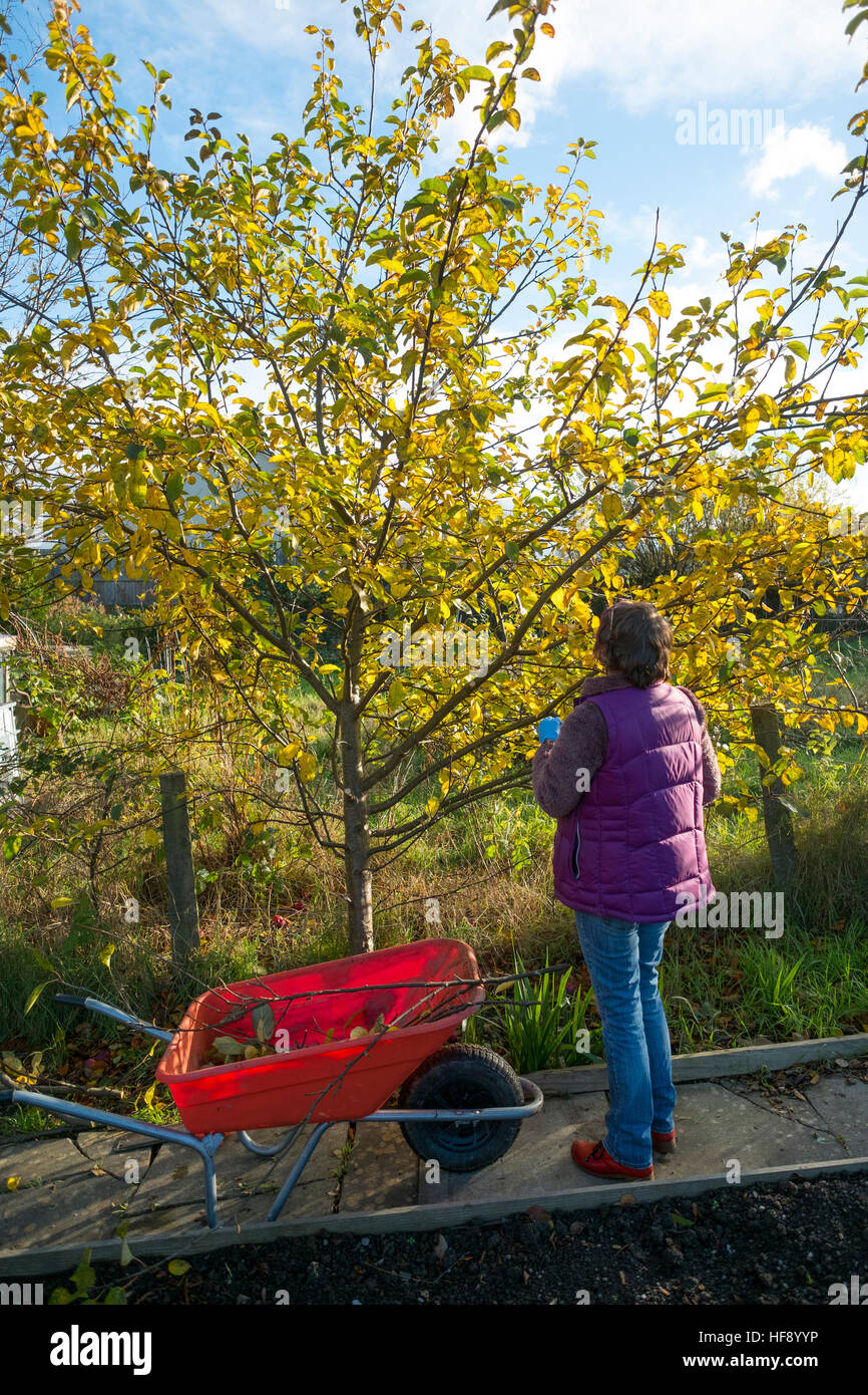 Una donna di mezza età la potatura di un albero di mele per il suo giardino di aggiudicazione a metà novembre, REGNO UNITO Foto Stock