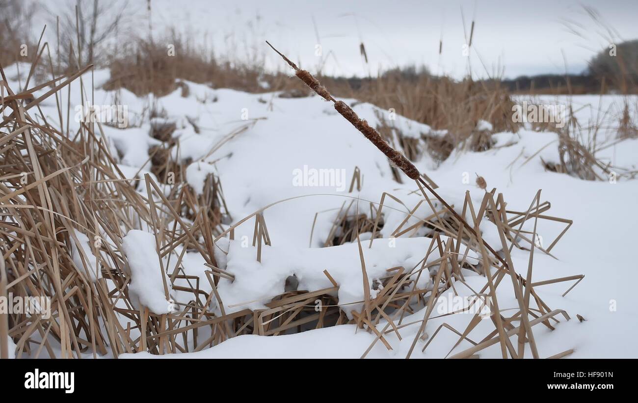 Erba secca nella neve sulle rive di un fiume canne bellissimo paesaggio inverno Foto Stock