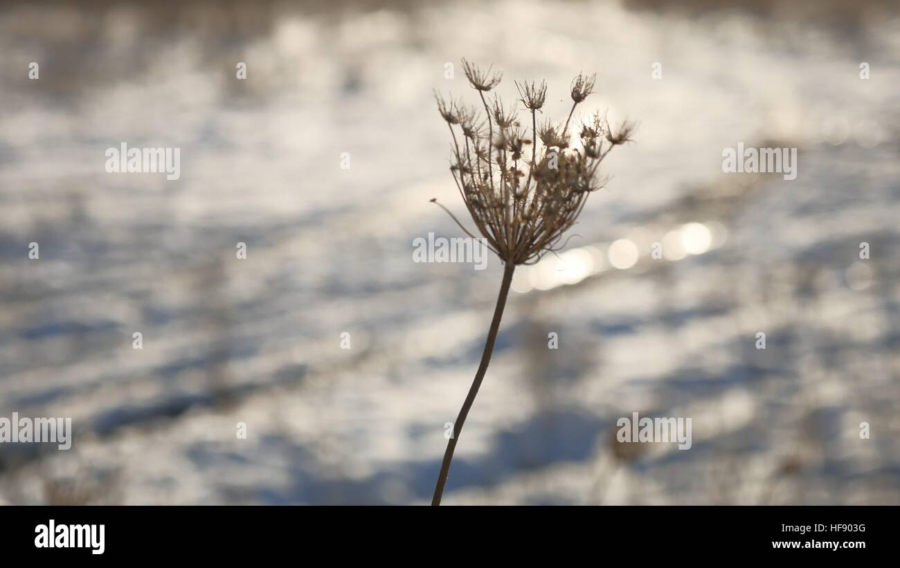 Erba secca oscilla nel vento Natura inverno Neve campo paesaggio sun glare steppa Foto Stock