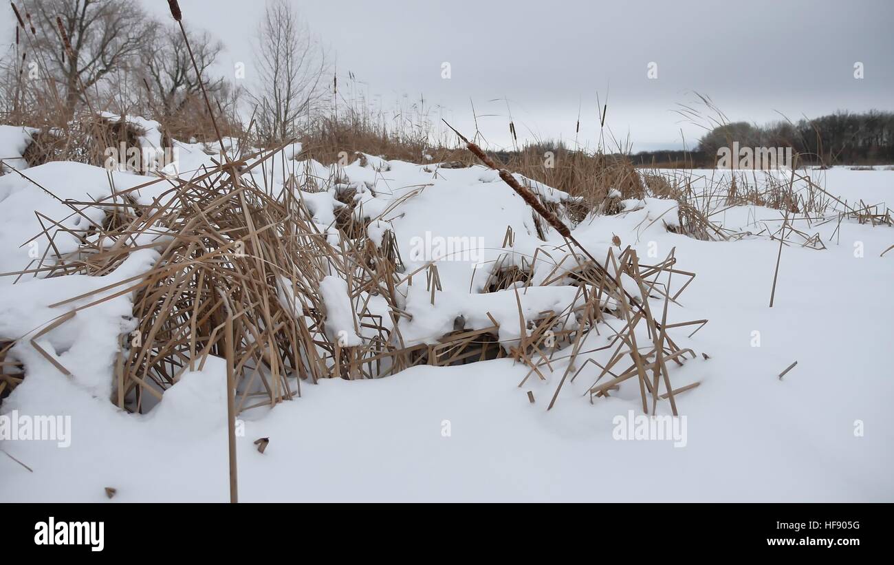 Erba secca nella neve sulle rive di un fiume canne incantevole paesaggio invernale Foto Stock