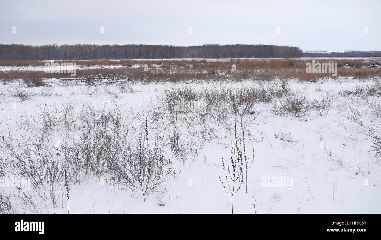 Campo invernale di erba secca nella neve natura paesaggio bellissimo sfondo Foto Stock