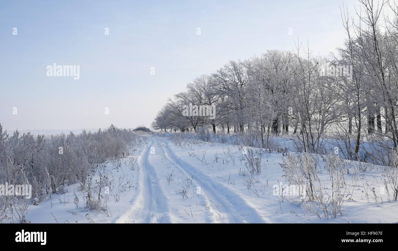 Gli alberi di neve in inverno nevica campo natura paesaggio erba alla luce del sole nella neve e la strada Foto Stock