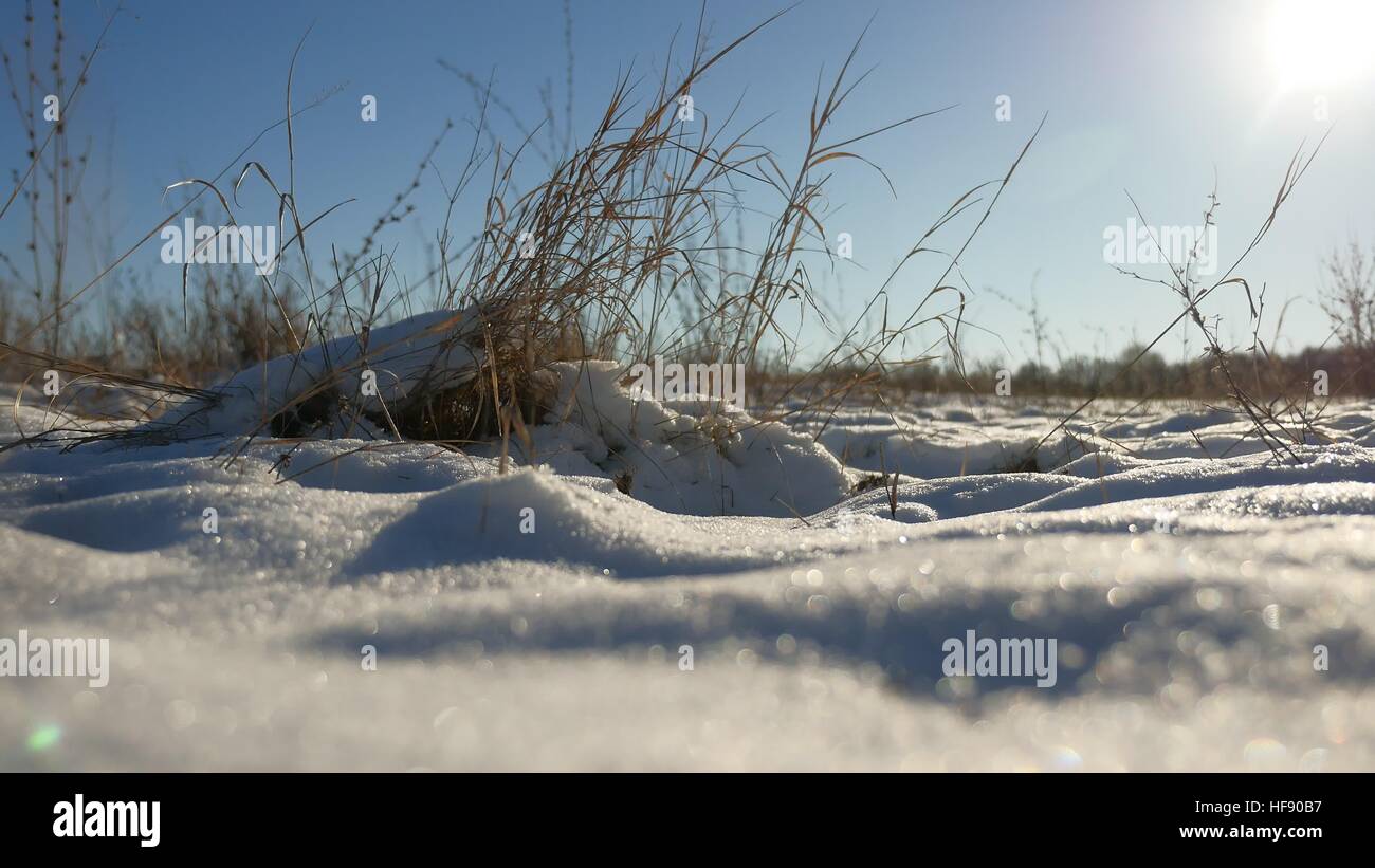 Erba secca oscilla nel vento neve invernale natura paesaggio steppa di campo Foto Stock