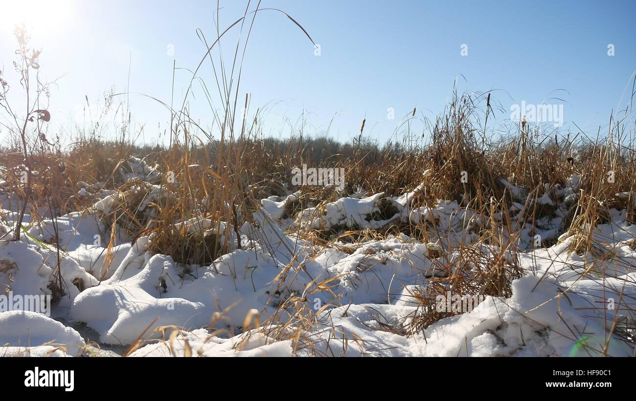 Inverno erba secca nella neve paesaggio neve campo natura Foto Stock
