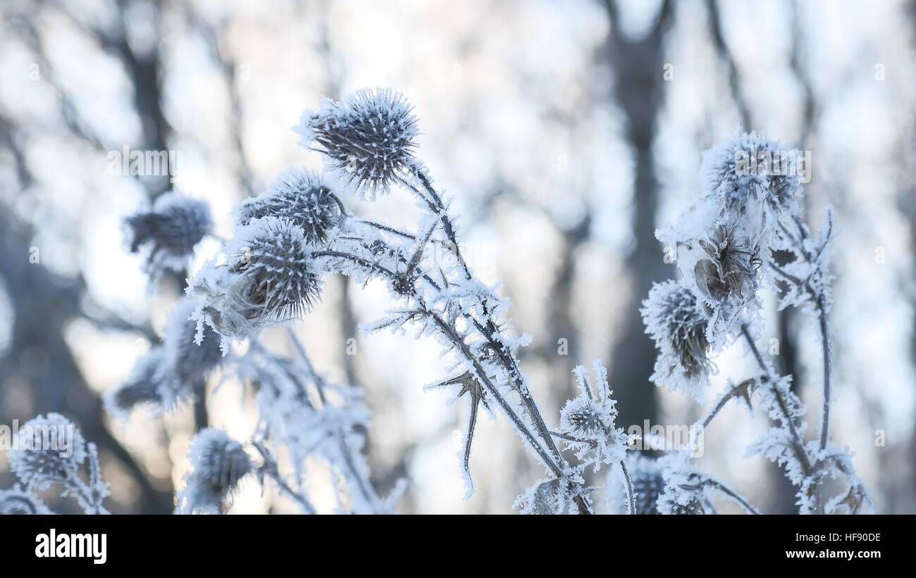 Congelati thorn nella neve invernale di erba secca invernale sulla neve natura foresta paesaggio Foto Stock