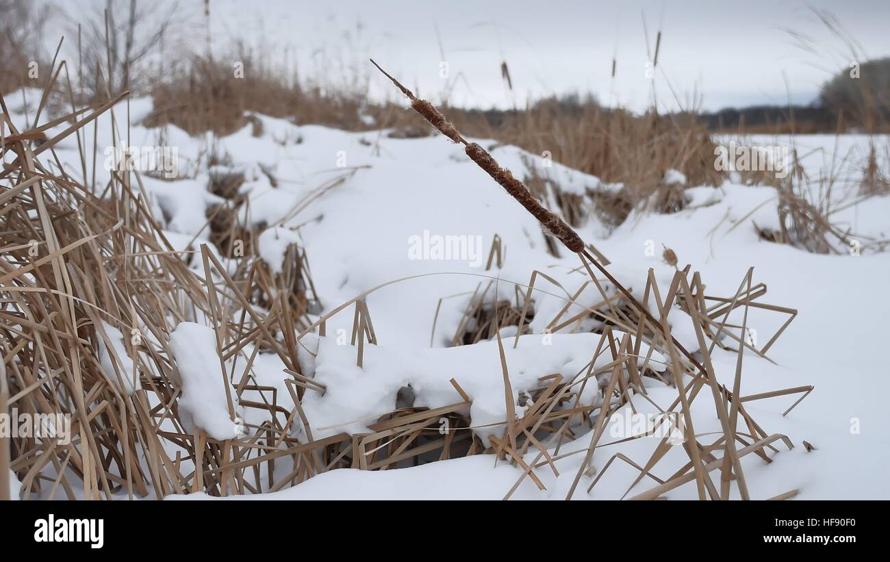 Erba secca nella neve sulle rive di un fiume canne bellissimo paesaggio inverno Foto Stock