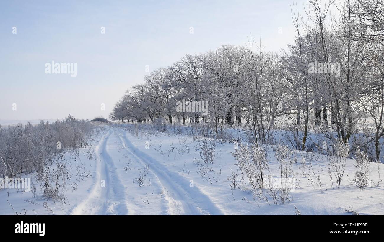 Gli alberi di neve in inverno nevica campo natura paesaggio erba alla luce del sole nella neve e la strada Foto Stock