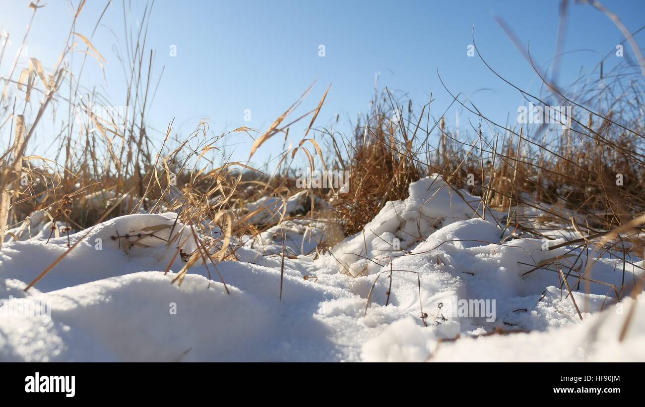 Inverno secco erba nel panorama del campo di neve natura neve Foto Stock