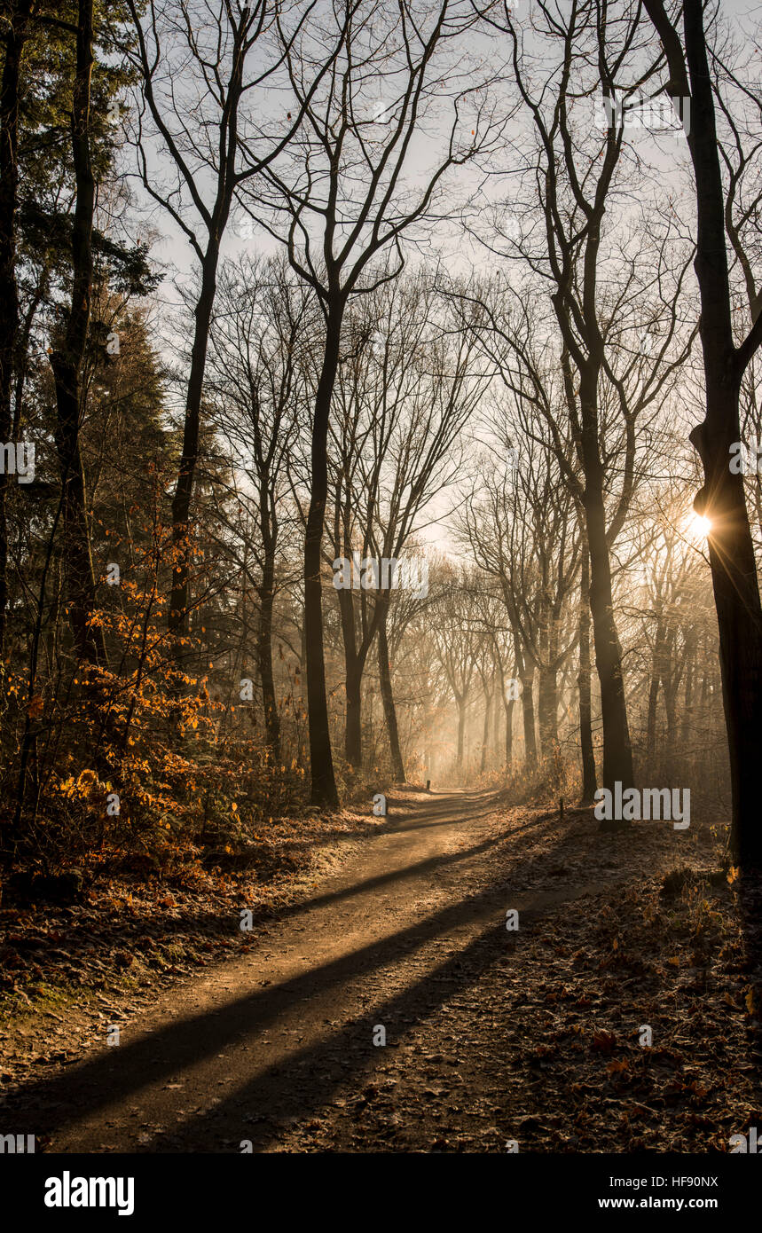 Vista di una foresta in inverno con la colata di sole ombre lunghe Foto Stock