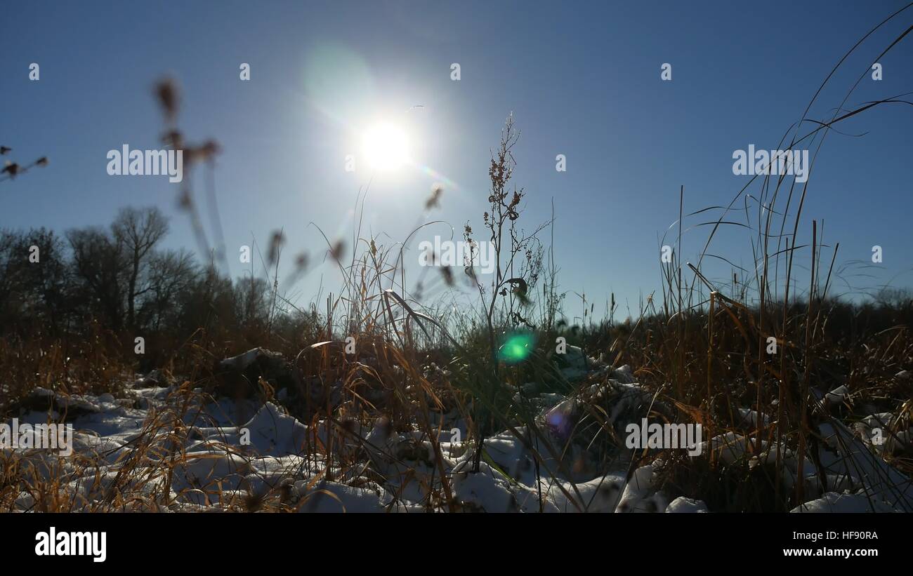 Inverno secco erba del campo di neve natura di paesaggio neve Foto Stock