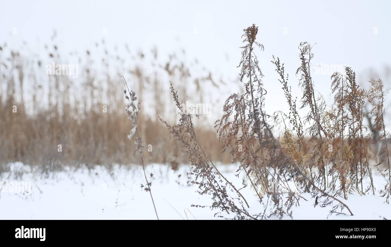 Asciutto erba invernale oscilla al vento nella neve Natura Di Paesaggio Foto Stock