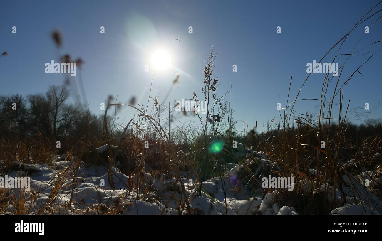 Inverno secco erba del campo di neve natura di paesaggio neve Foto Stock
