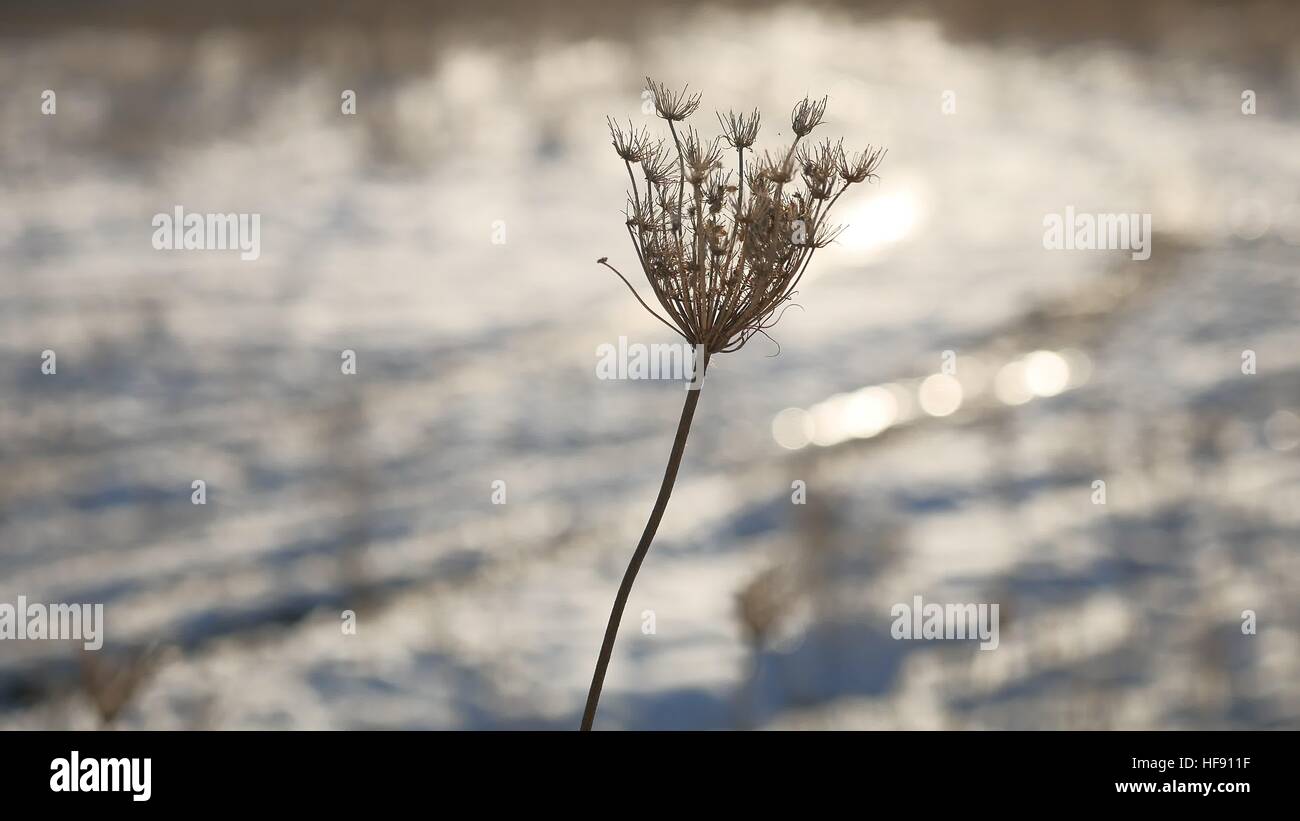 Erba secca oscilla nel vento Natura inverno Neve campo paesaggio sun glare steppa Foto Stock