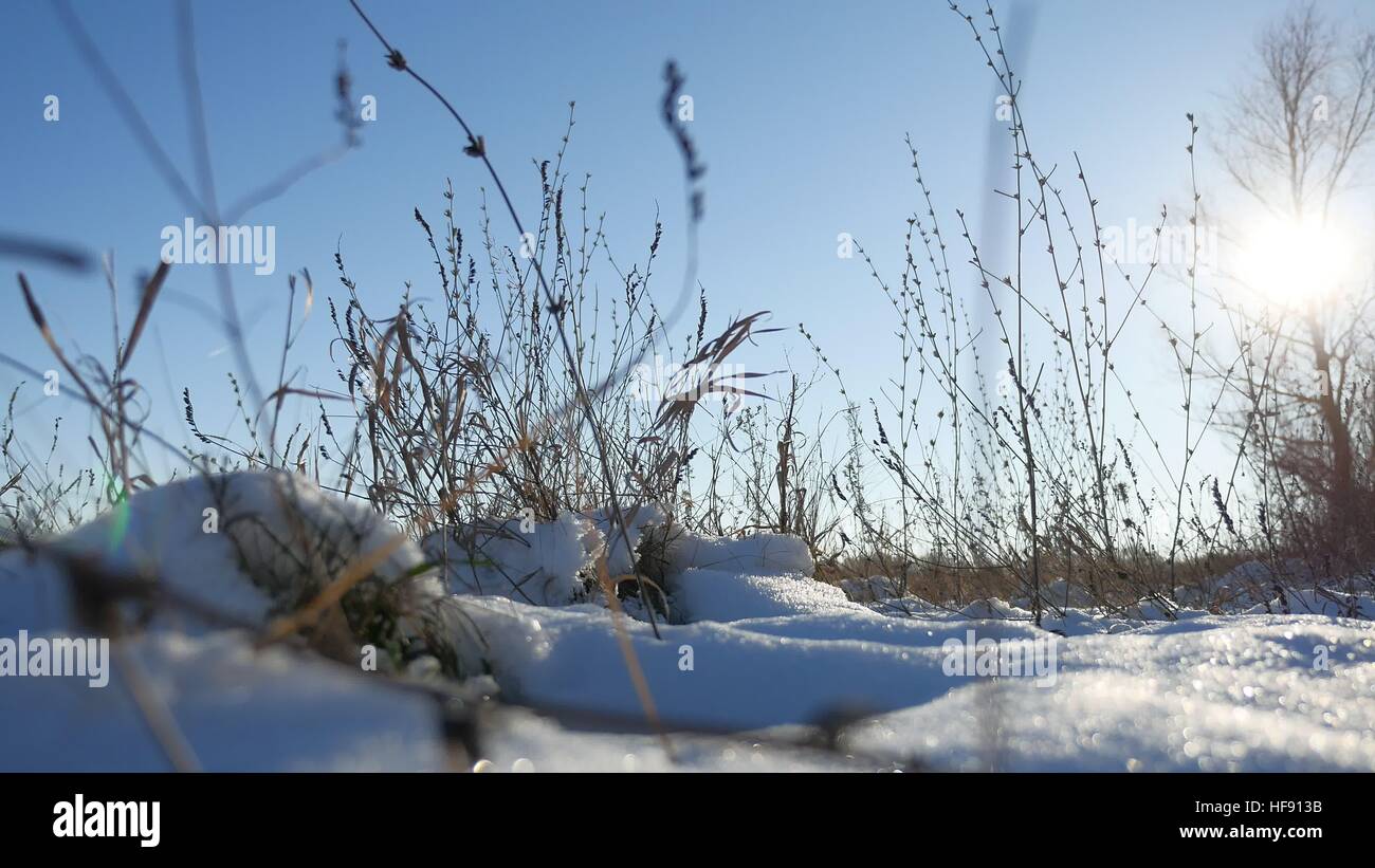 Erba secca oscilla nel vento neve invernale natura paesaggio steppa di campo Foto Stock