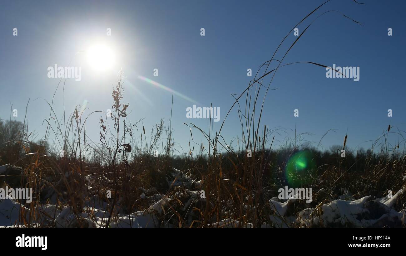 Inverno secco silhouette erba del campo di neve paesaggio neve natura Foto Stock