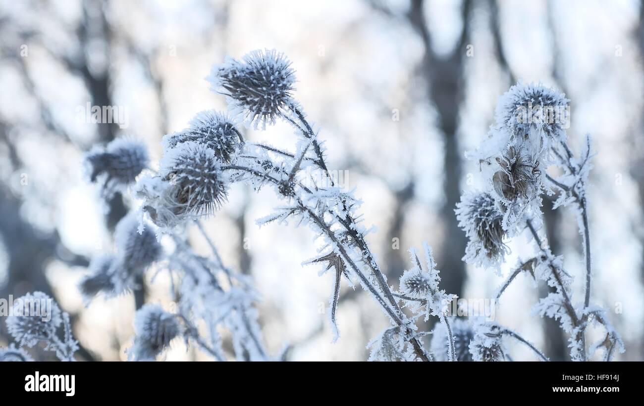 Congelati thorn nella neve invernale di erba secca invernale sulla neve natura foresta paesaggio Foto Stock