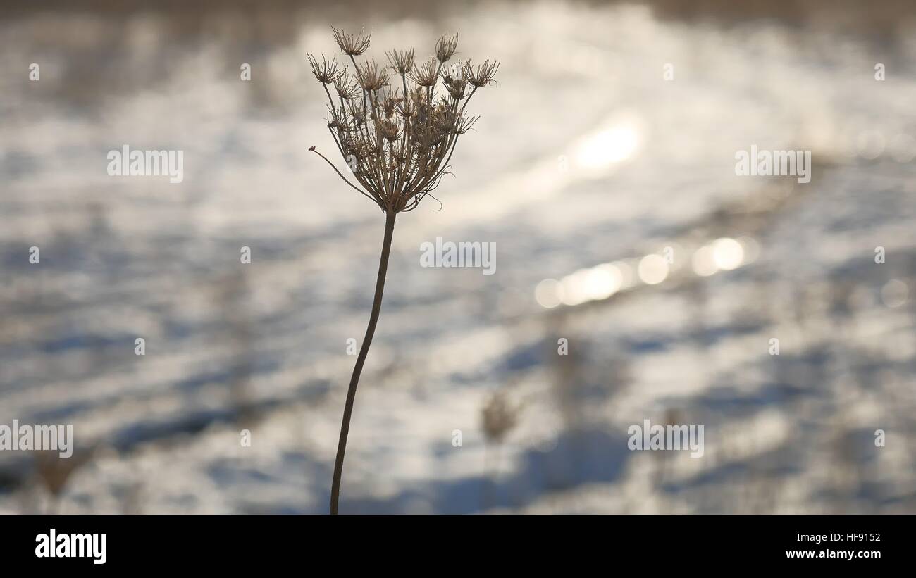 Erba secca oscilla nel vento Natura inverno Neve campo paesaggio sun glare steppa Foto Stock