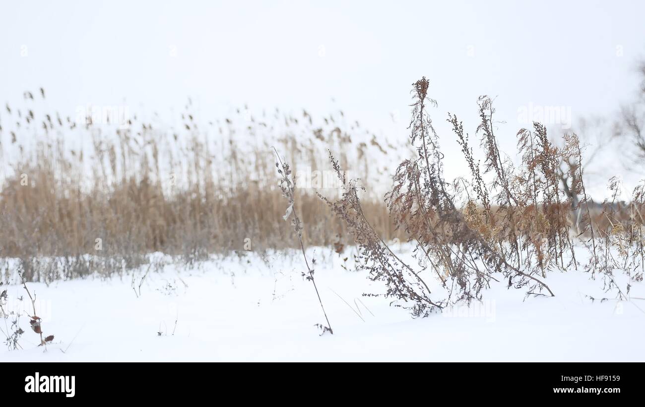 Erba secca oscilla nel vento in inverno Neve Natura Di Paesaggio Foto Stock