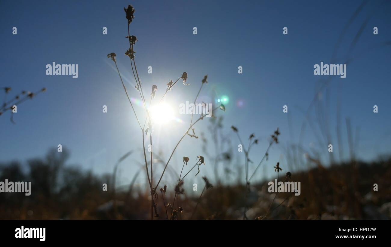 Inverno silhouette erba secca nel campo di neve paesaggio neve natura Foto Stock