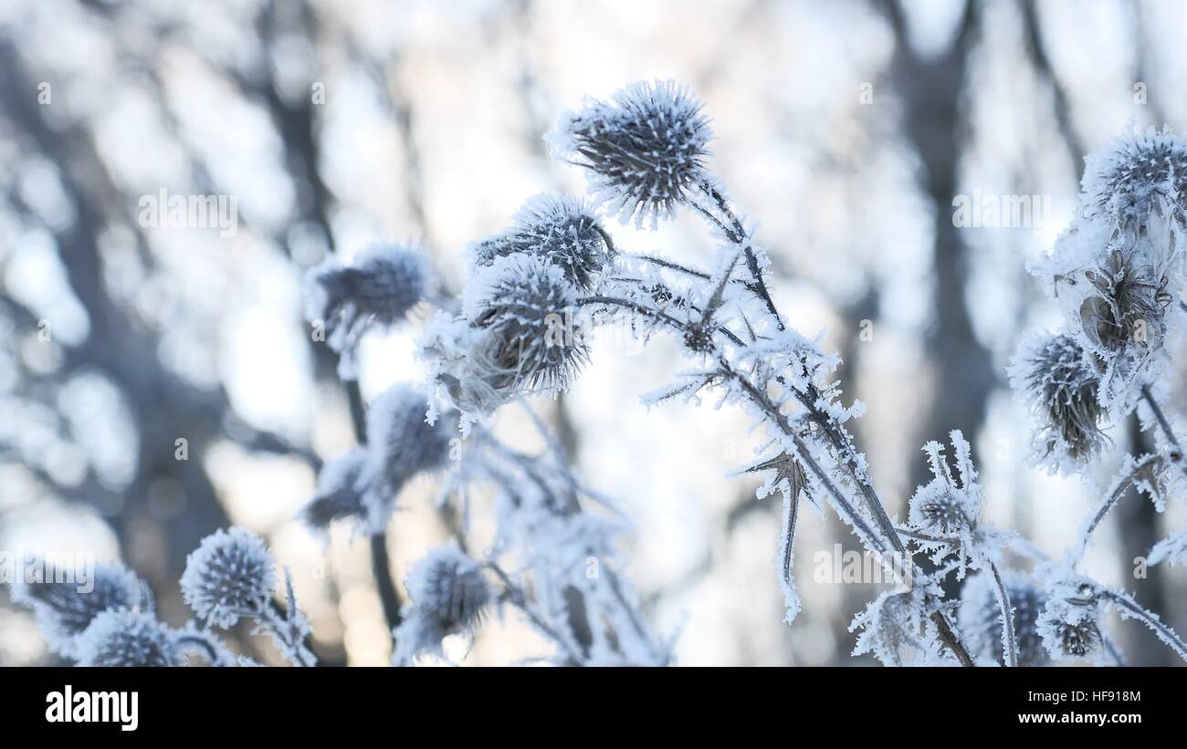 Congelati thorn nella neve invernale di erba secca invernale sulla neve natura foresta paesaggio Foto Stock