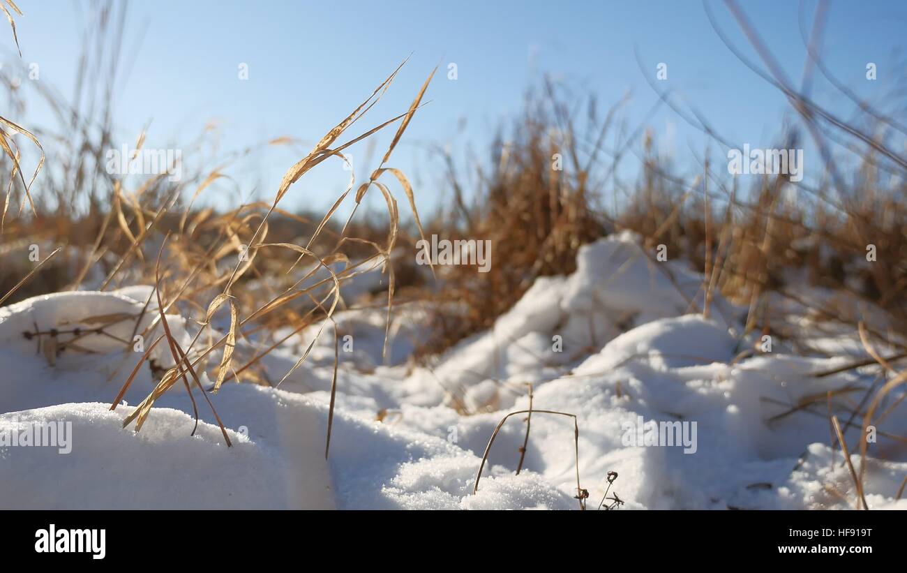 Inverno erba secca paesaggio nel campo di neve natura neve Foto Stock