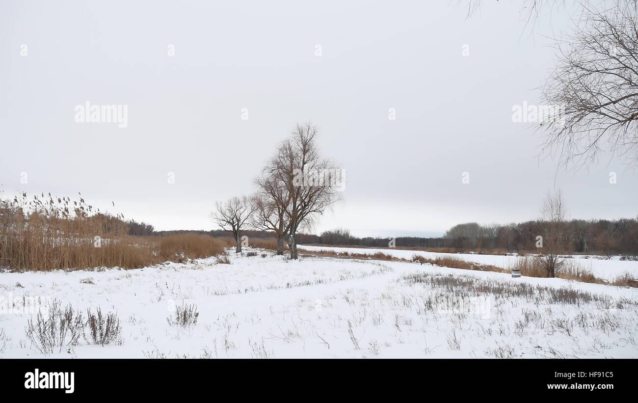 Albero secco e lamelle di erba sul fiume in inverno il paesaggio di neve Foto Stock