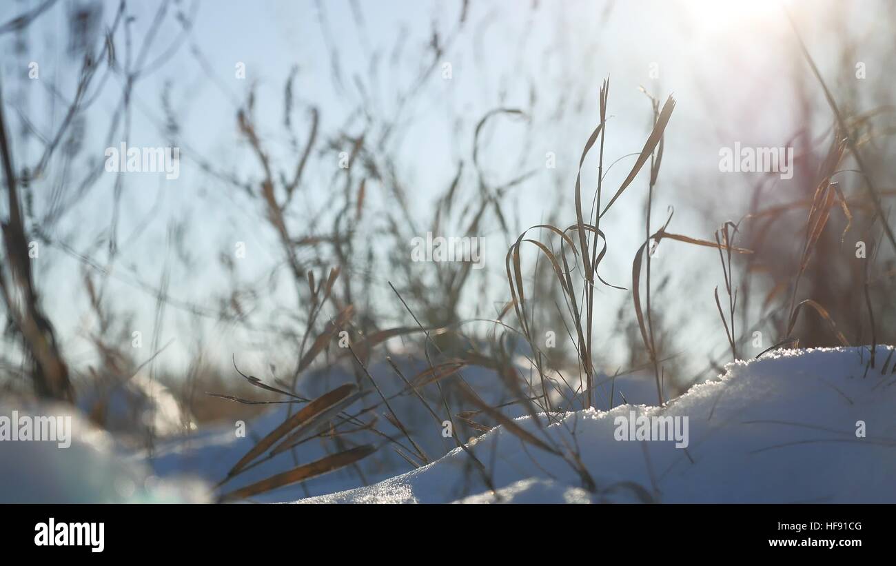 Erba secca oscilla nel vento neve invernale natura paesaggio Foto Stock