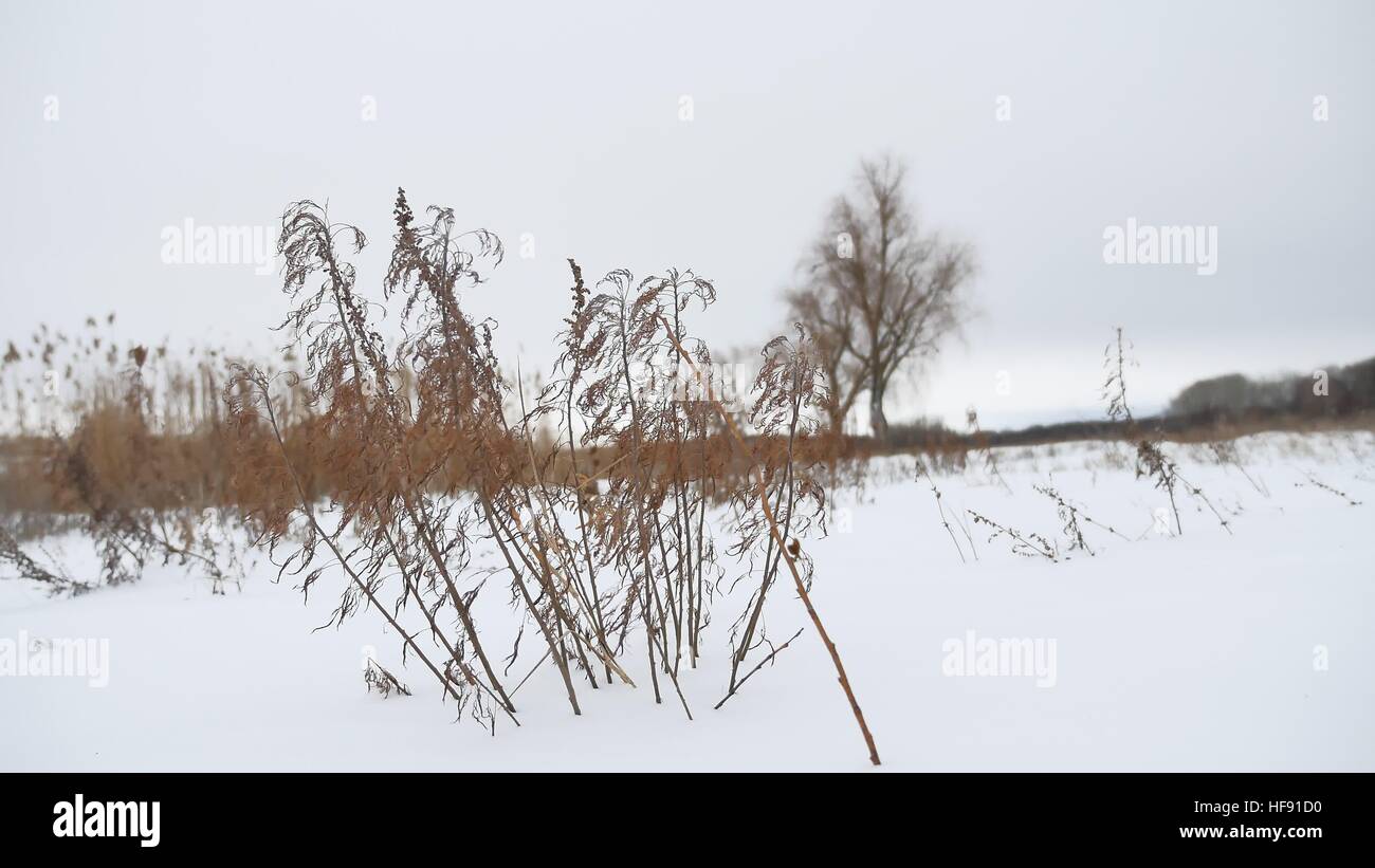 Erba secca oscilla nel vento in inverno la neve Natura Di Paesaggio Foto Stock