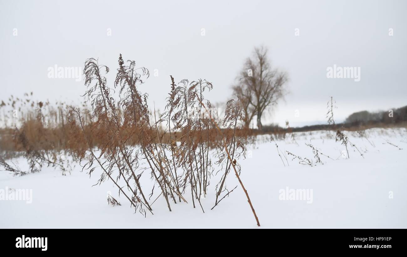 Erba secca oscilla nel vento in inverno la neve Natura Di Paesaggio Foto Stock
