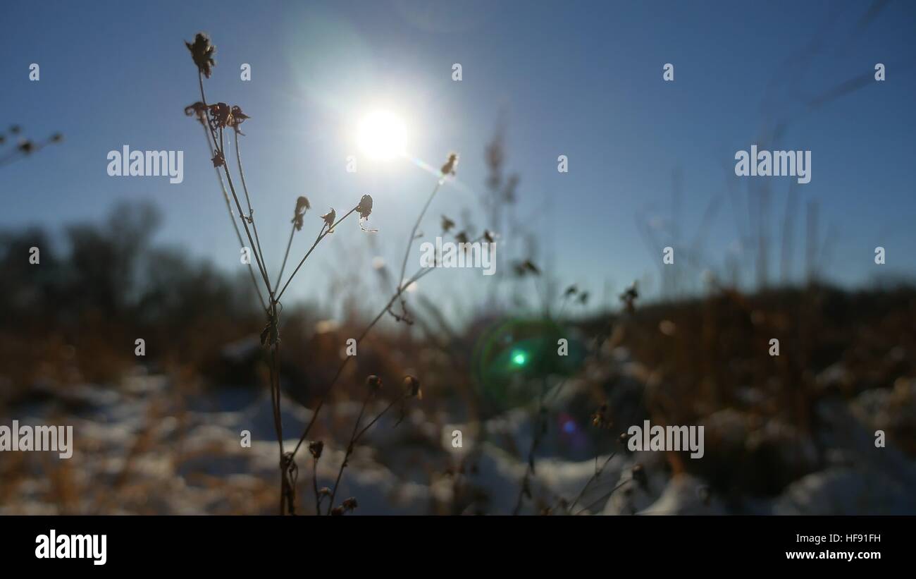 Inverno secco erba del campo di neve paesaggio neve natura Foto Stock