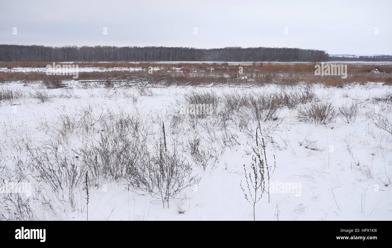 Campo invernale di erba secca nella neve natura paesaggio bellissimo sfondo Foto Stock