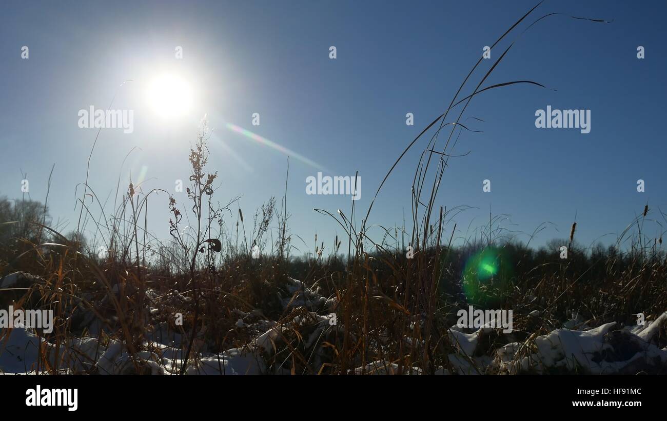 Inverno secco silhouette erba del campo di neve paesaggio neve natura Foto Stock