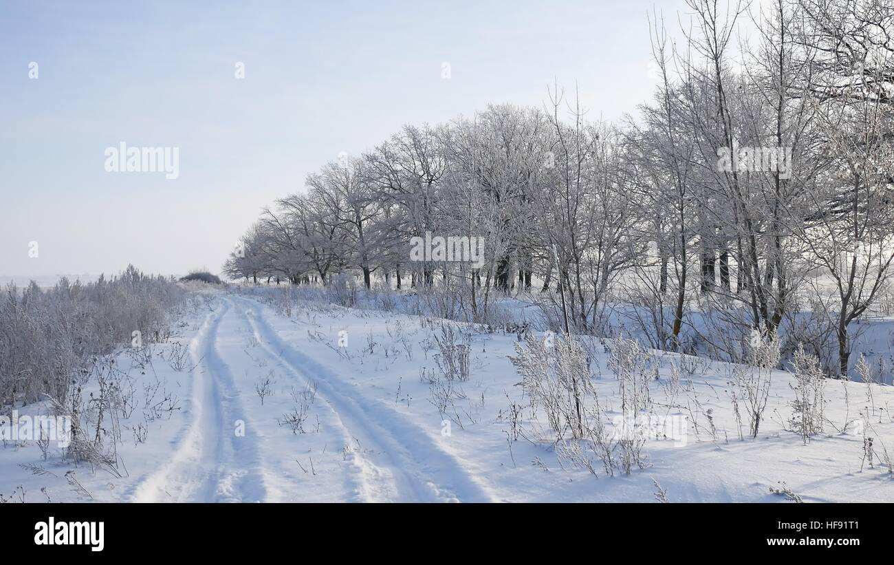 Gli alberi di neve in inverno nevica campo natura paesaggio erba alla luce del sole nella neve e la strada Foto Stock