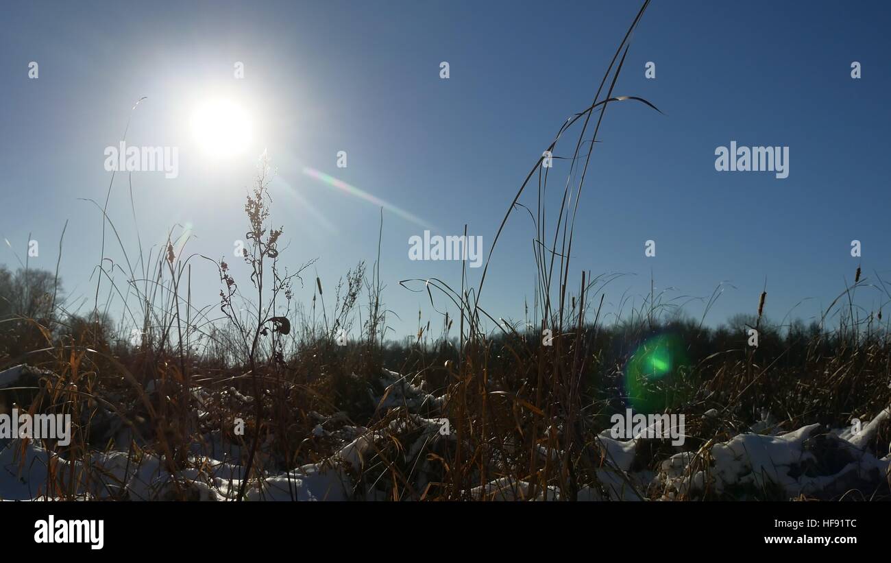 Inverno secco silhouette erba del campo di neve paesaggio neve natura Foto Stock