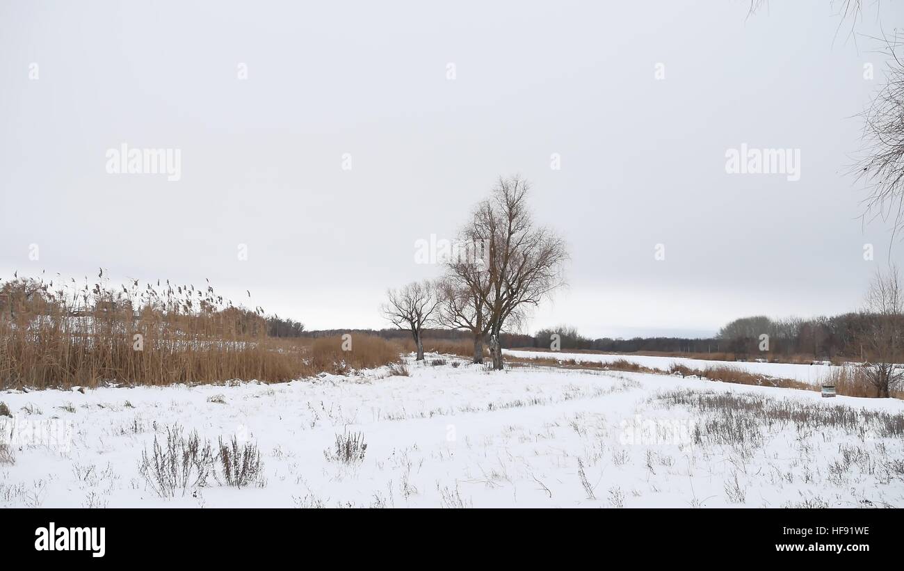 Albero secco e lamelle di erba sul fiume in inverno il paesaggio di neve Foto Stock