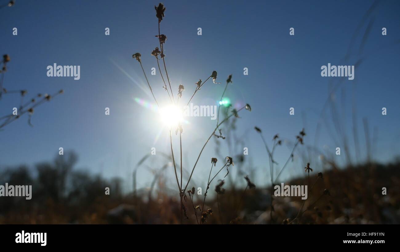 Inverno silhouette erba secca nel campo di neve paesaggio neve natura Foto Stock