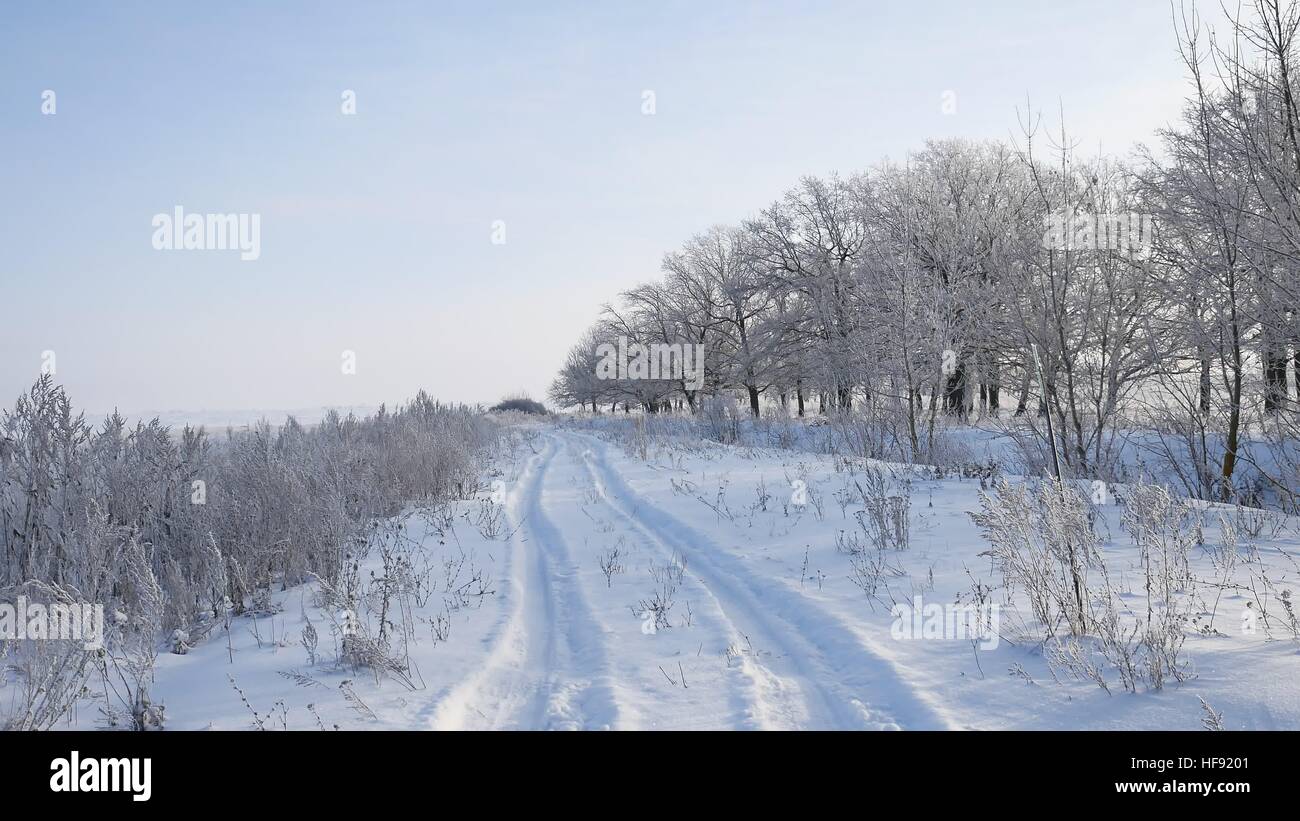 Gli alberi di neve in inverno nevica campo natura paesaggio erba alla luce del sole nella neve e la strada Foto Stock