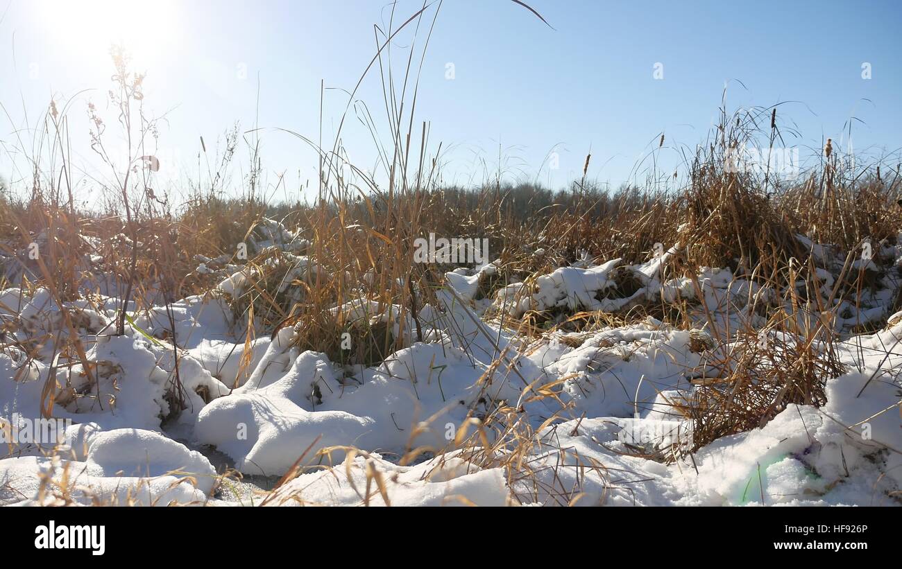 Inverno erba secca nella neve paesaggio neve campo natura Foto Stock