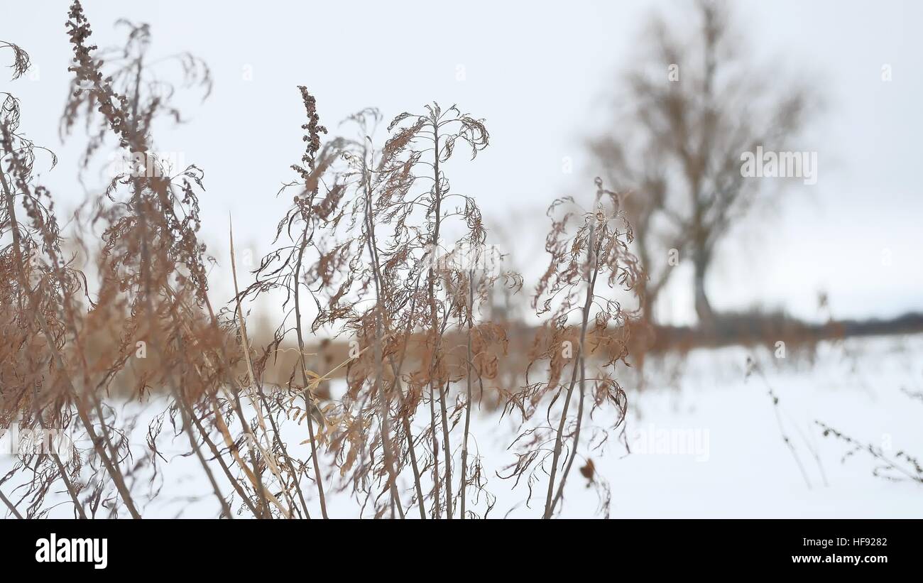 Erba secca oscilla nel vento in snow landscape natura invernale Foto Stock