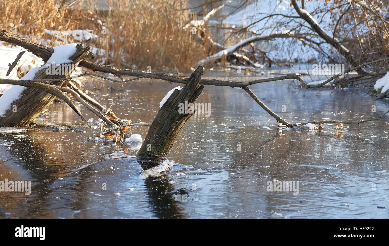 Paesaggio invernale fiume nella foresta di acqua congelata la natura di ghiaccio di erba secca Foto Stock