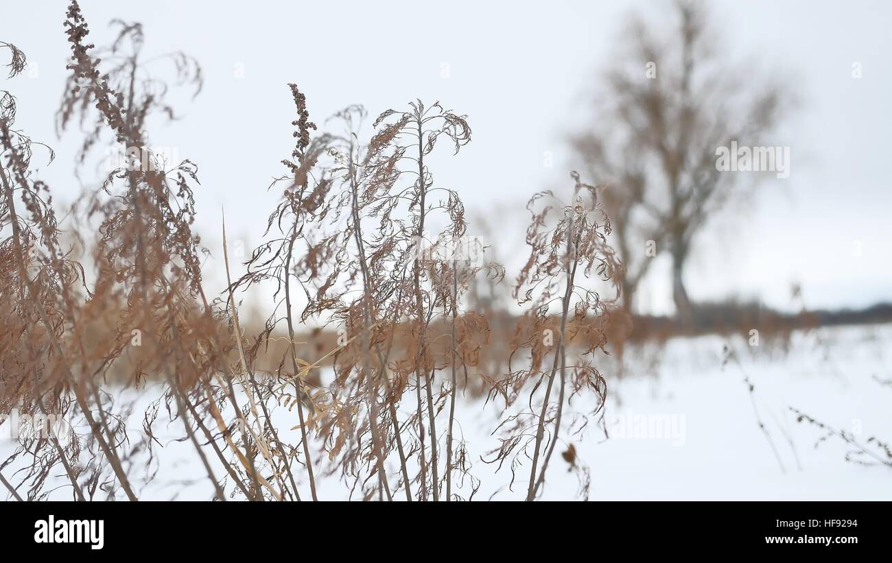 Erba secca oscilla nel vento in snow landscape natura invernale Foto Stock